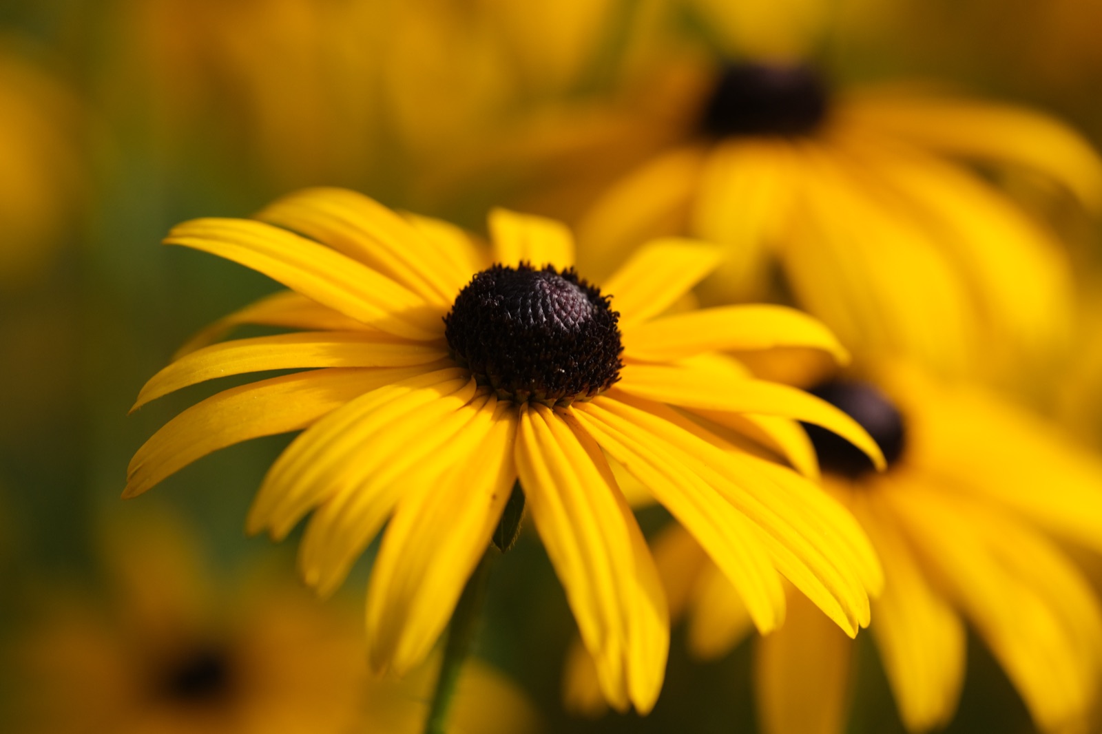 Black-eyed susan macro with shallow depth of field